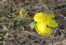 Plancia ëd Hypericum tetrapetalum Lam.