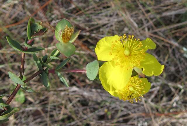 Plancia ëd Hypericum tetrapetalum Lam.