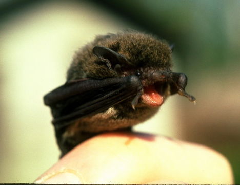 640.collections contributors phil myers classic pipistrellus mimus.580x360