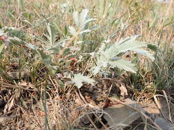 Image of woolly cinquefoil