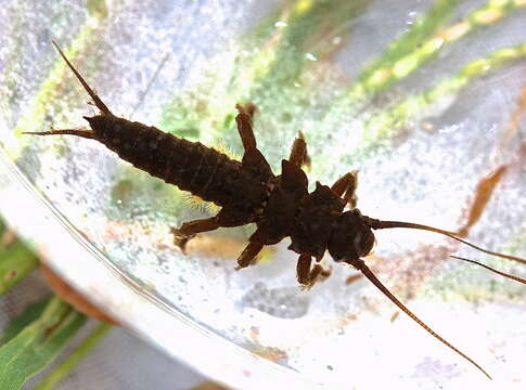 Image of American Salmonfly