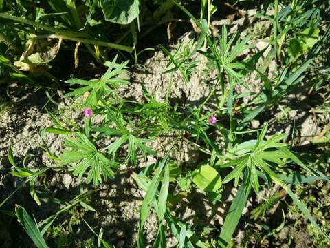 Plancia ëd Geranium dissectum L.