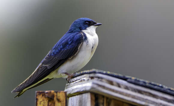 Image of Tachycineta Cabanis 1851