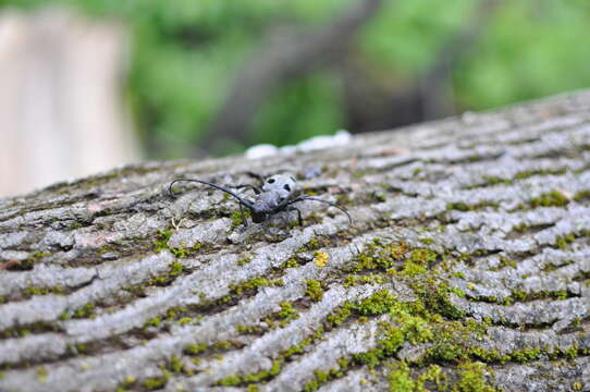 Image of Long-horned beetle