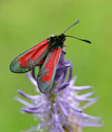 Plancia ëd Zygaena purpuralis Brünnich 1763