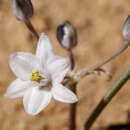 Image of Muilla lordsburgana