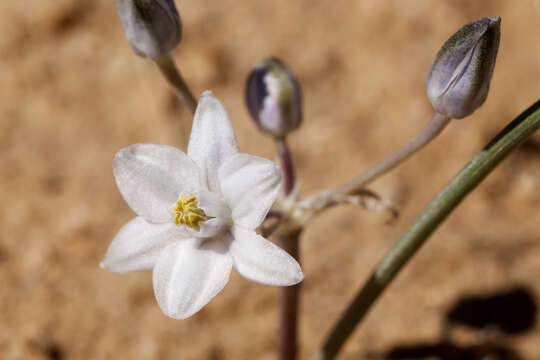 Image de Muilla lordsburgana