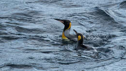 Image of King Penguin