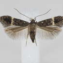 Image de Monochroa sepicolella Herrich-Schäffer 1854