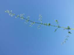 Image of White bedstraw