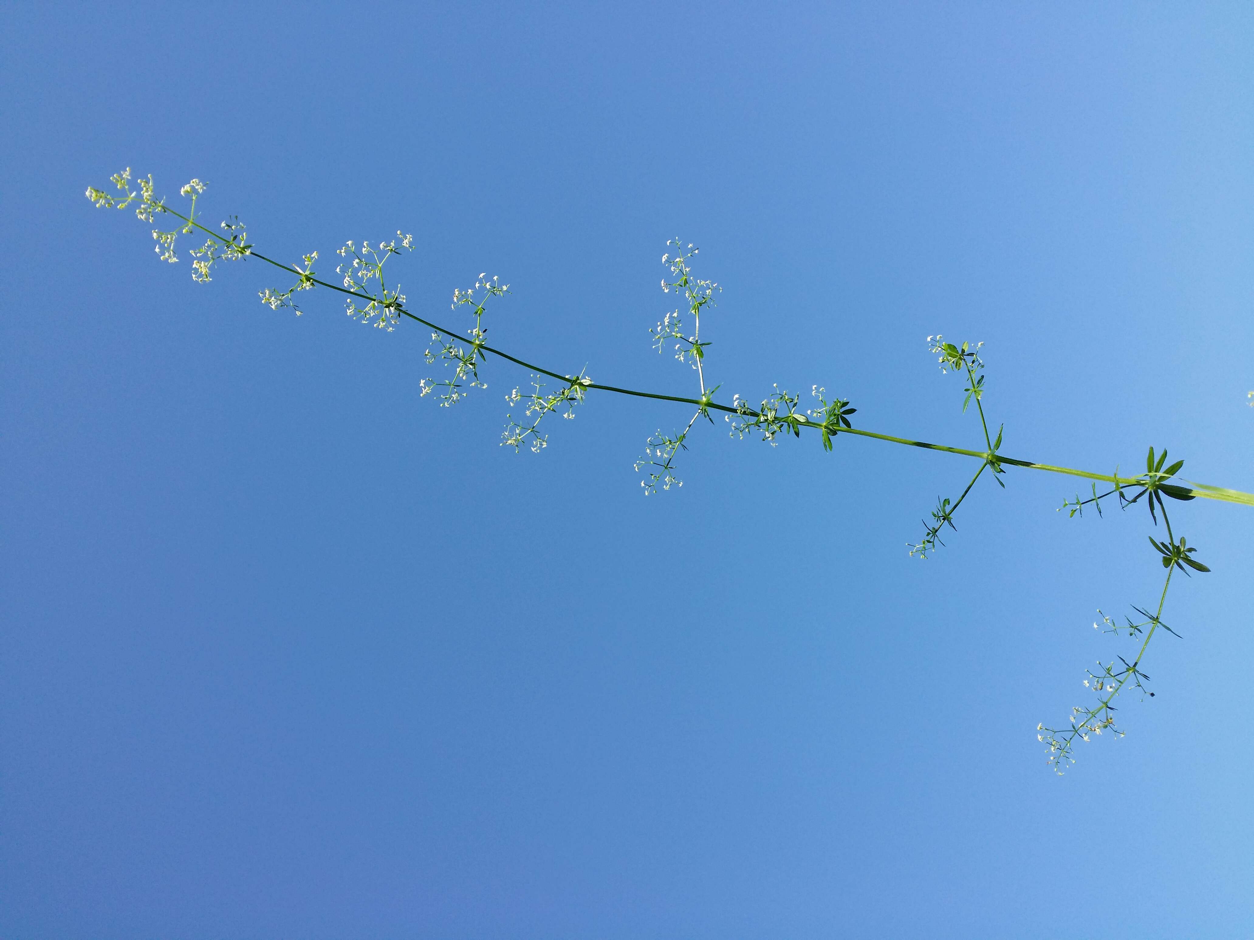 Image of White bedstraw