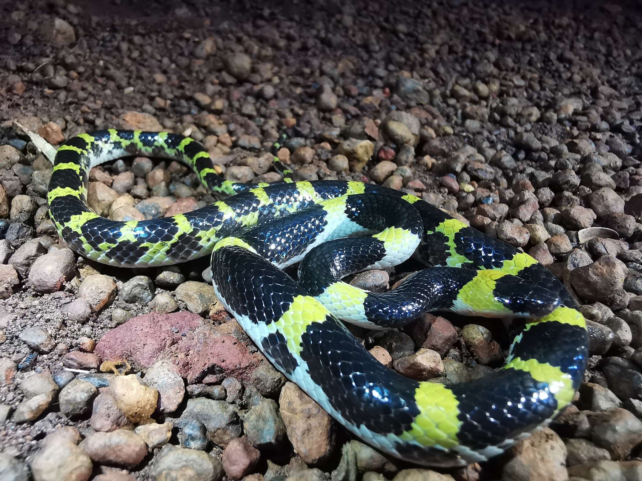 Image of Laos Wolf Snake