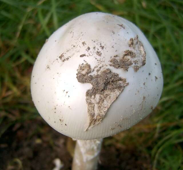 Image of Amanita arctica Bas, Knudsen & T. Borgen 1987