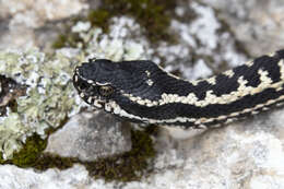 Image of Caucasus Subalpine Viper