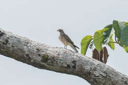 Image of Grey-faced Buzzard