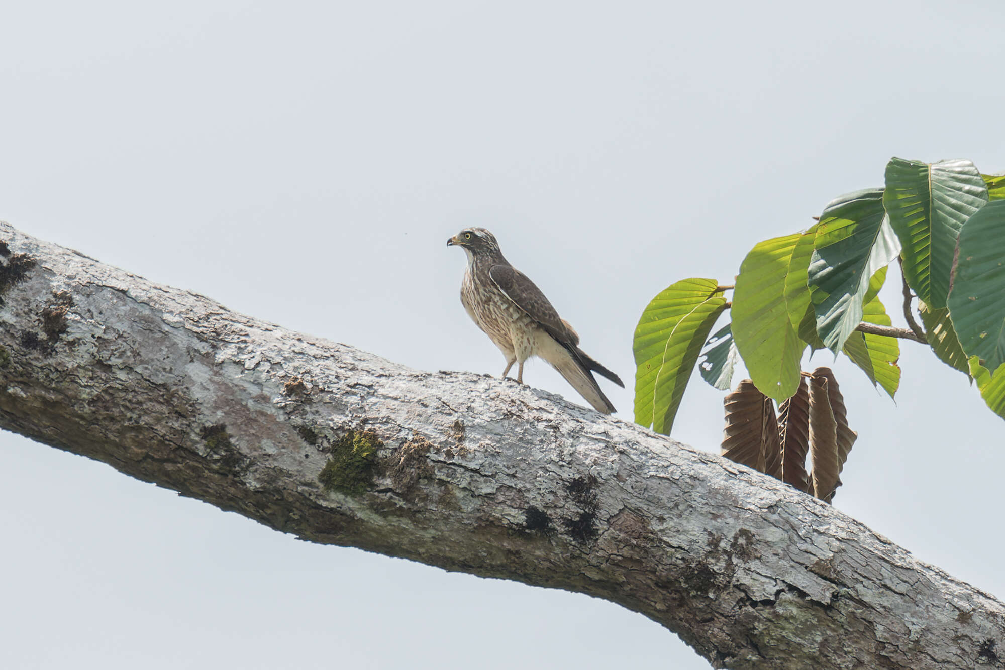 Image of Grey-faced Buzzard