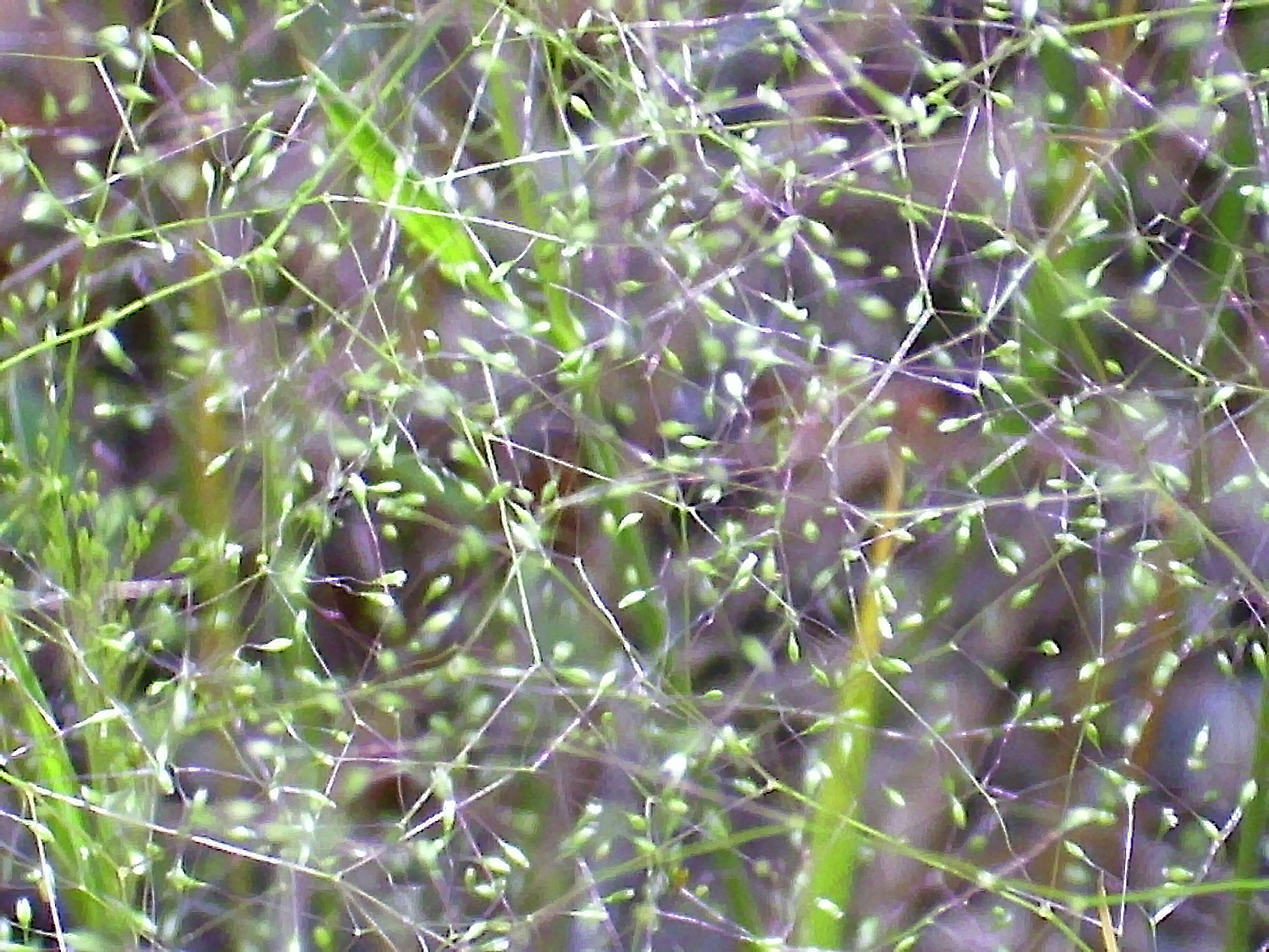 Image of bentgrass