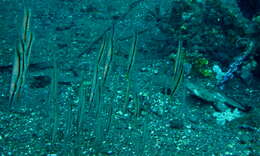 Image of Hinged shrimpfish