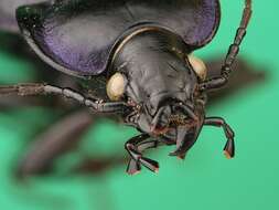 Image of Carabus (Tanaocarabus) finitimus Haldeman 1852