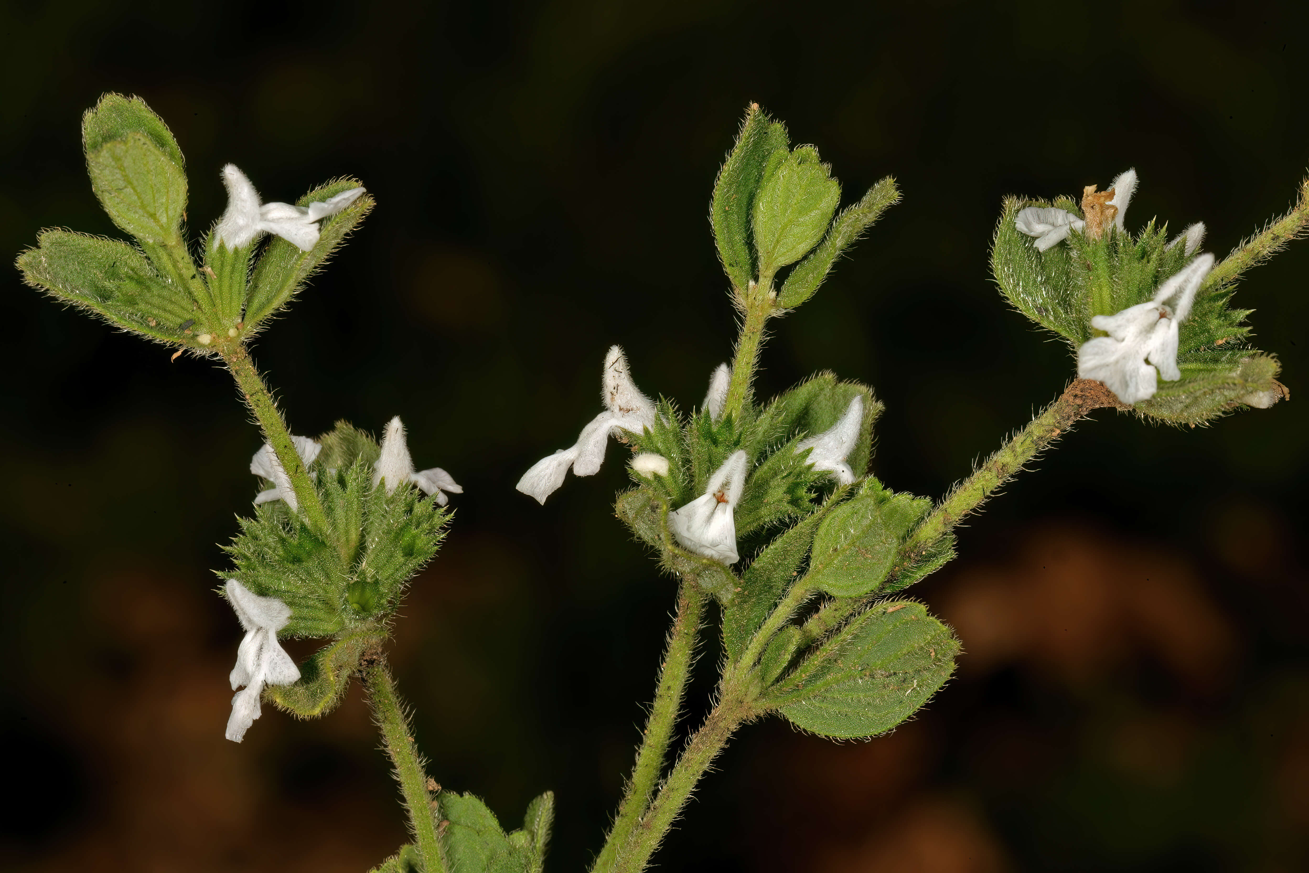 Image of white cat's paw