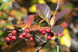 Image of Cockspur Hawthorn