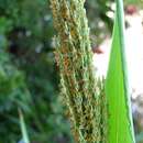 Panicum niihauense H. St. John的圖片