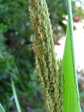 Imagem de Panicum niihauense H. St. John