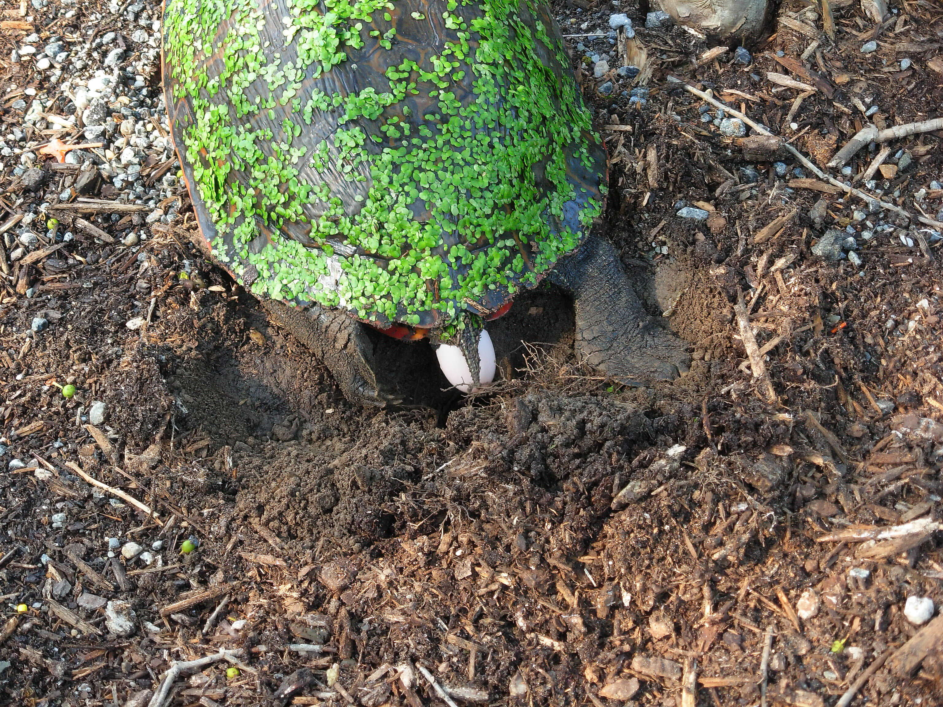 Image of American Red-bellied Turtle