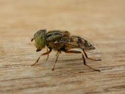 صورة Eristalinus punctulatus (Macquart 1847)