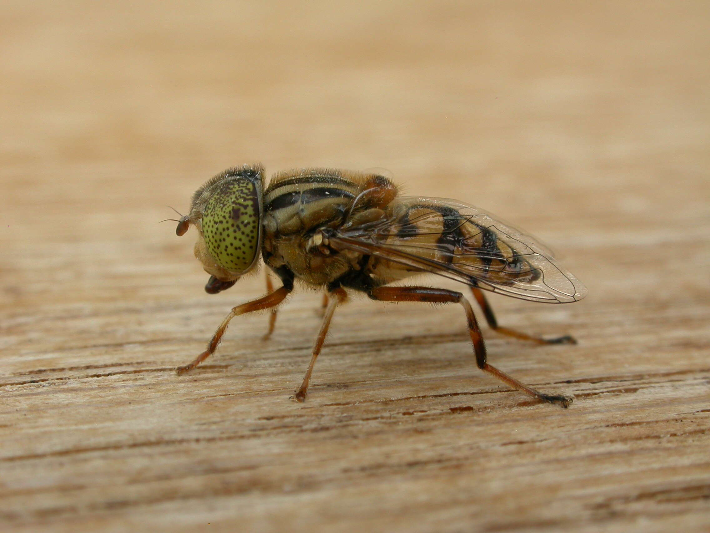 صورة Eristalinus punctulatus (Macquart 1847)