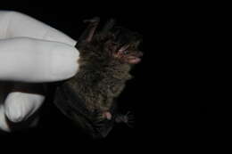 Image of Southern Big-eared Brown Bat