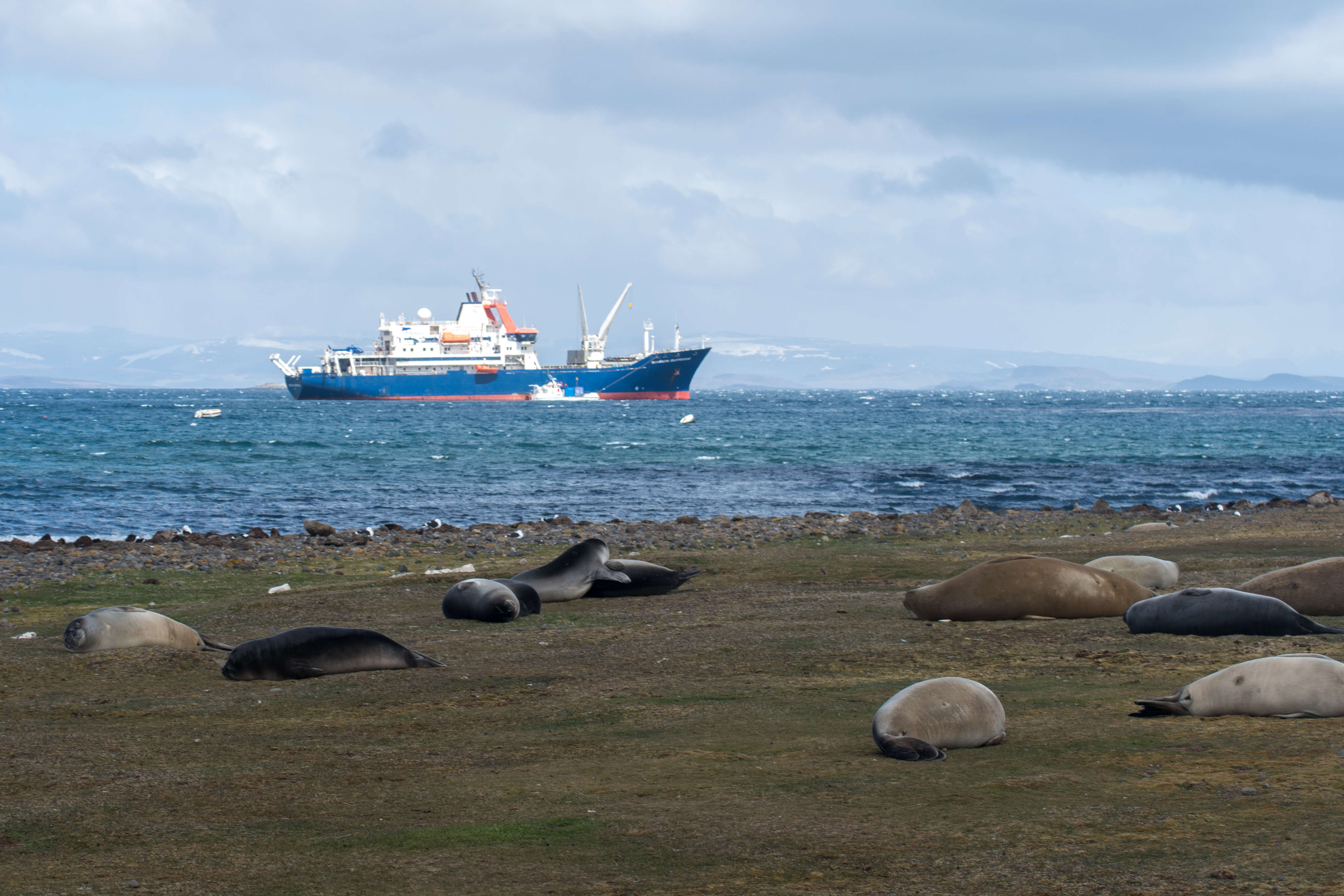 Image of South Atlantic Elephant-seal