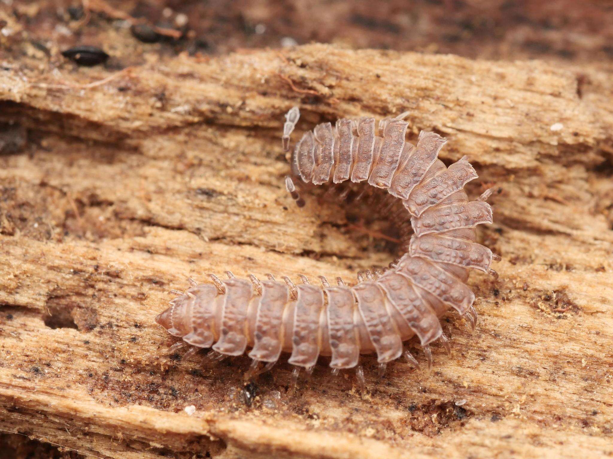 Image of Flat-backed millipede