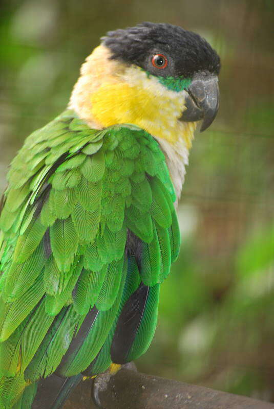 Image of Black-headed Parrot