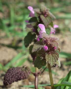 Image of purple archangel