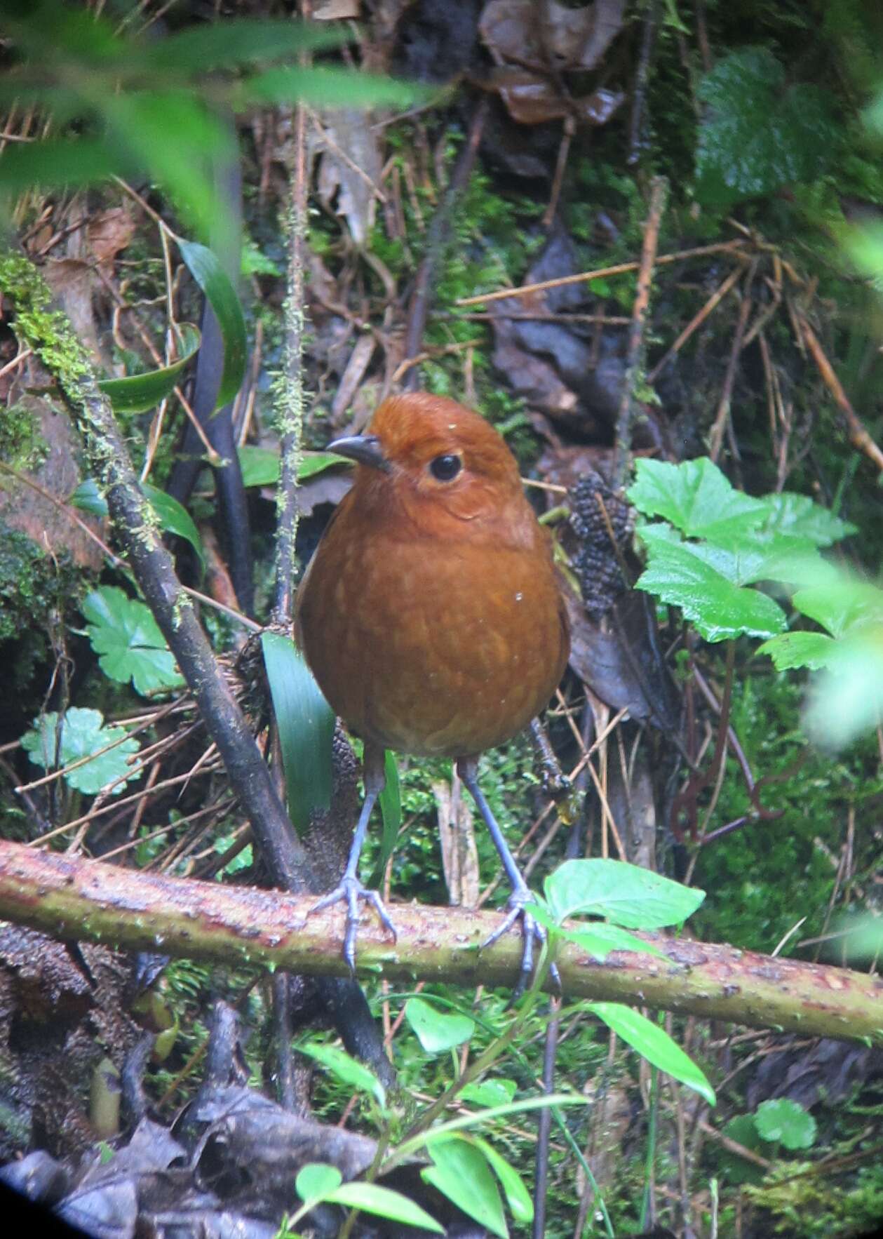 Image of Rufous Antpitta