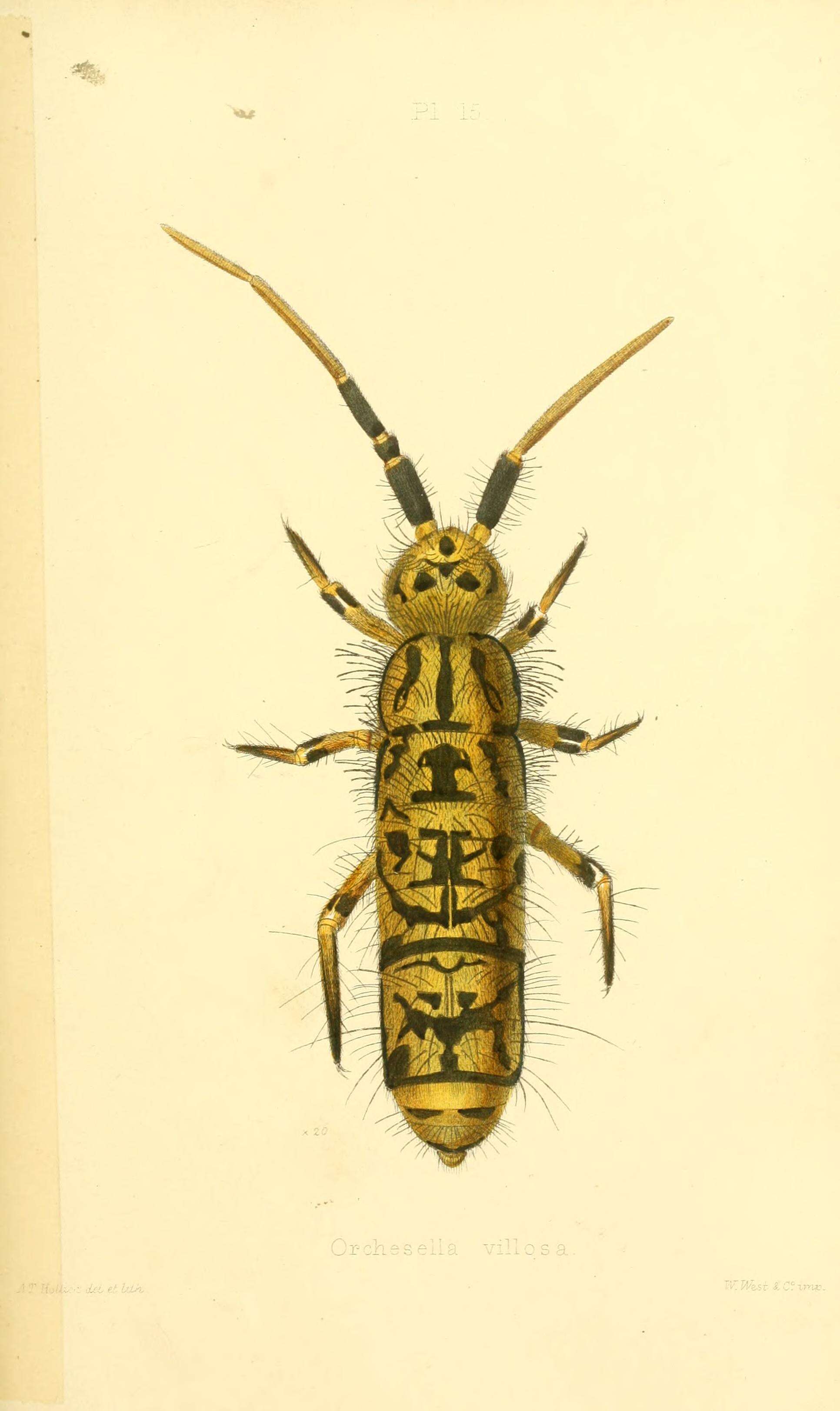 Image de Orchesella villosa (von Linné & C 1767)