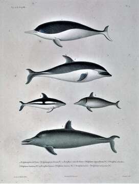 Image of Dusky Dolphin