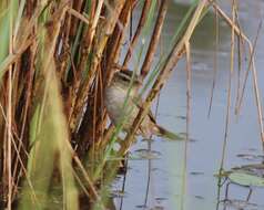 Image of Sedge Warbler