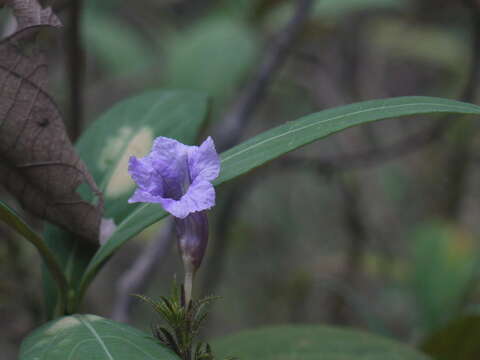 Strobilanthes integrifolius (Dalz.) Kuntze resmi