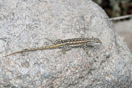 Image of Sceloporus tristichus Cope 1875