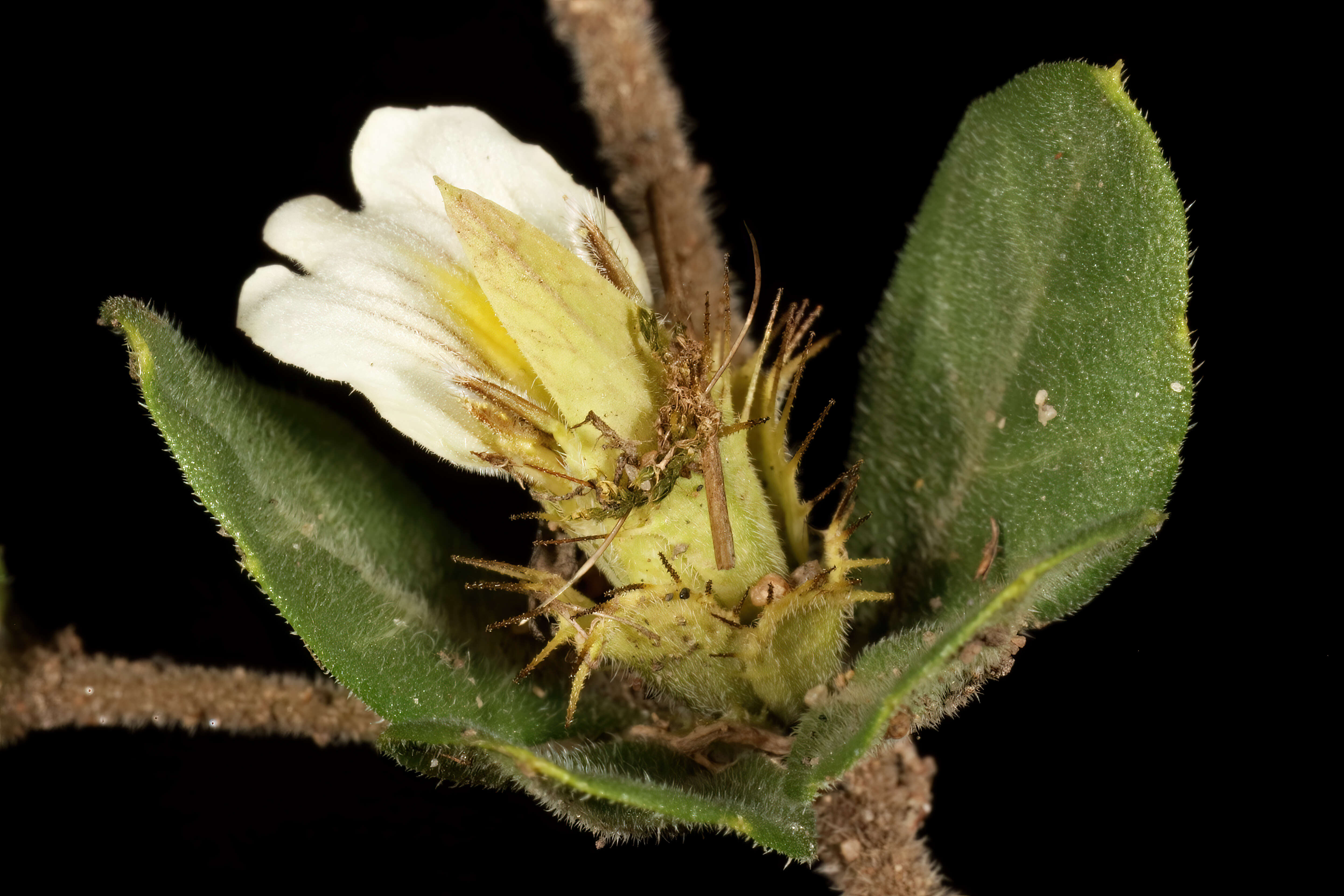 Blepharis maderaspatensis (L.) Heyne ex Roth resmi