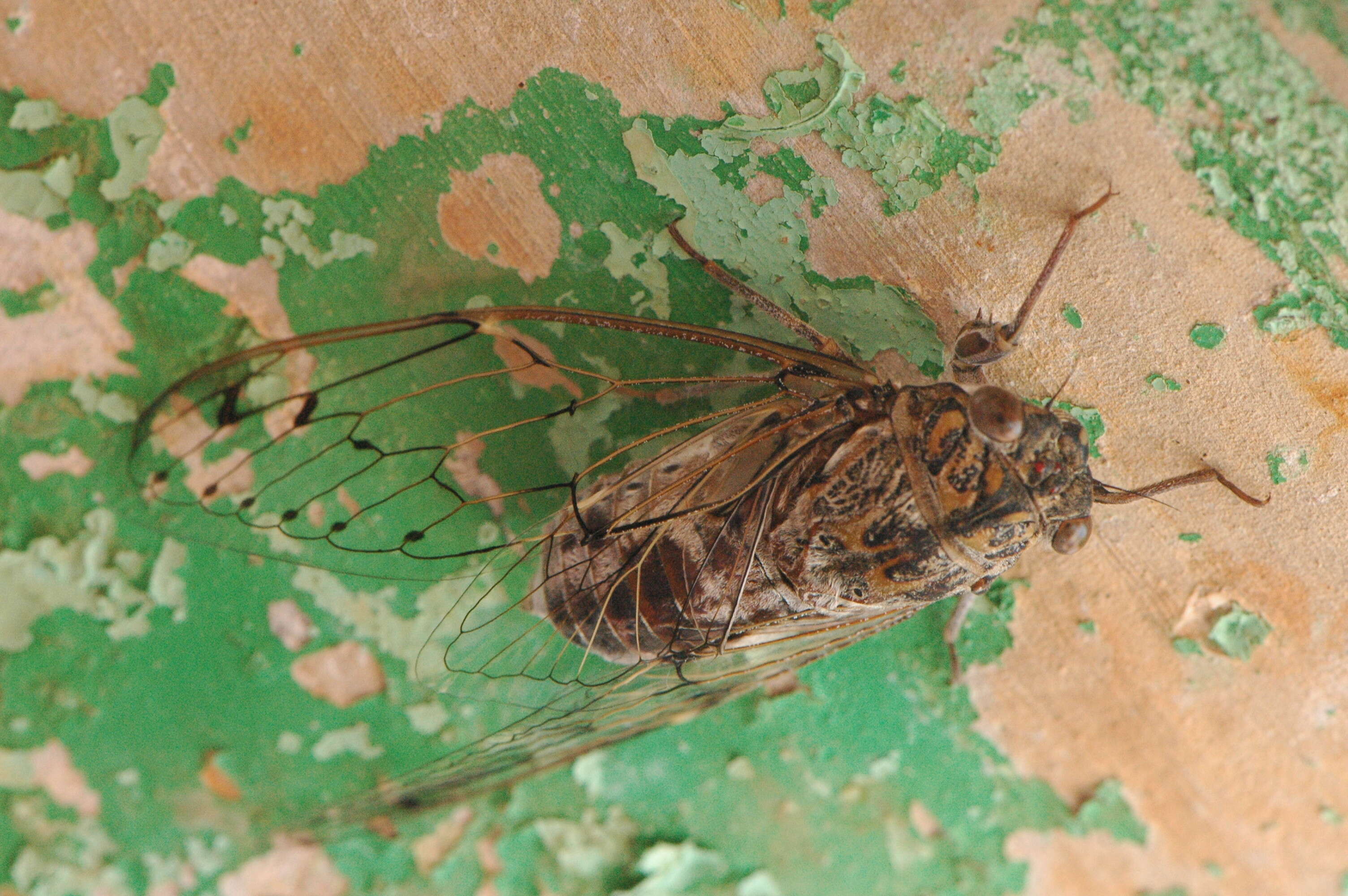 Sivun Cicada barbara (Stal 1866) kuva