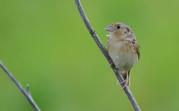 Image of Grasshopper Sparrow