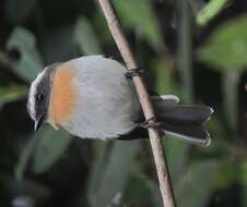 Image of Rufous-breasted Chat-Tyrant