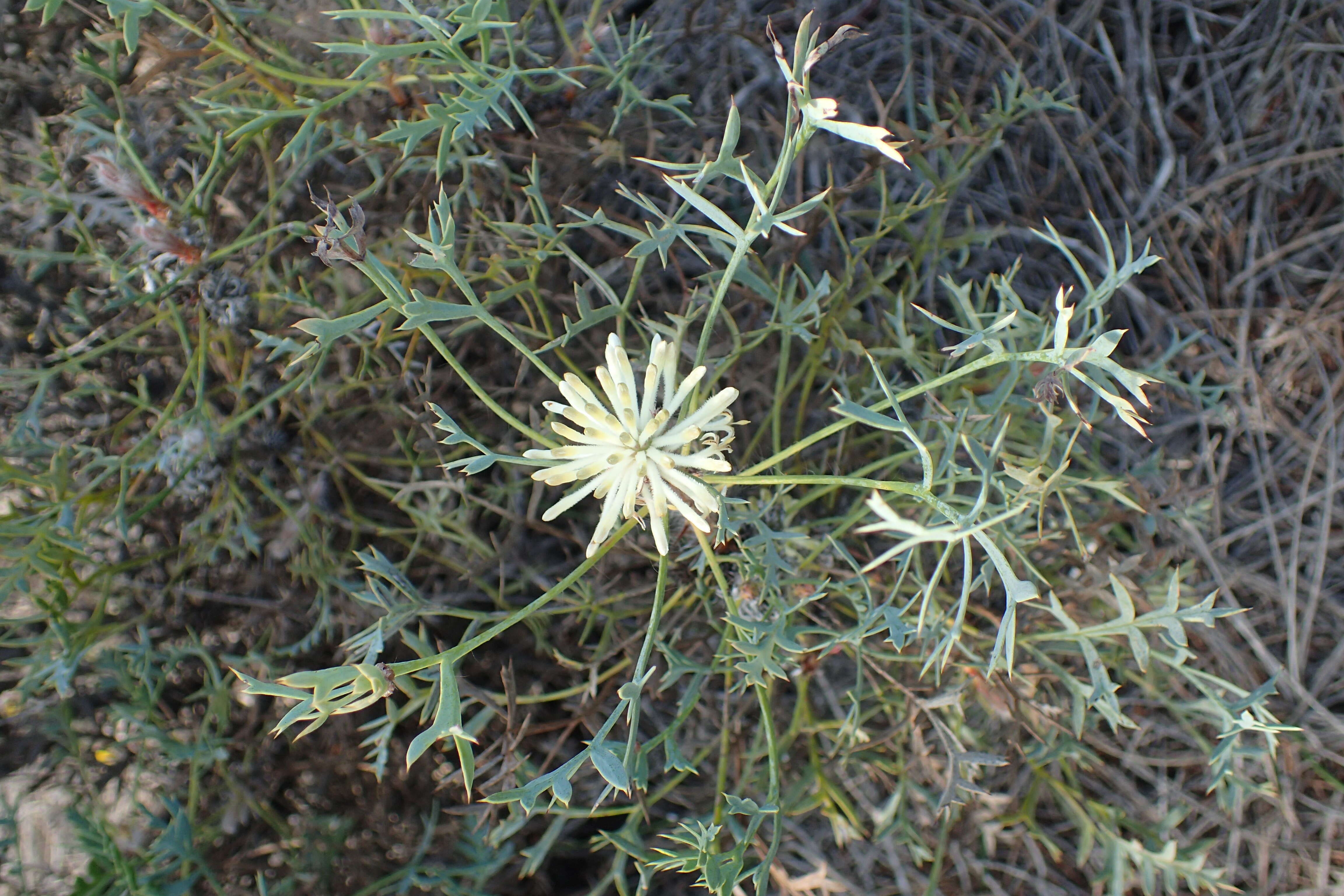 Image of Isopogon villosus Meissn.