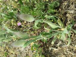 Image of harestail grass