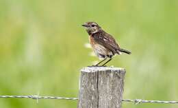 Image of African Stonechat