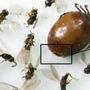 Image of Parasitoid wasp