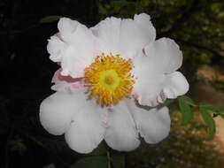 Image of chestnut rose